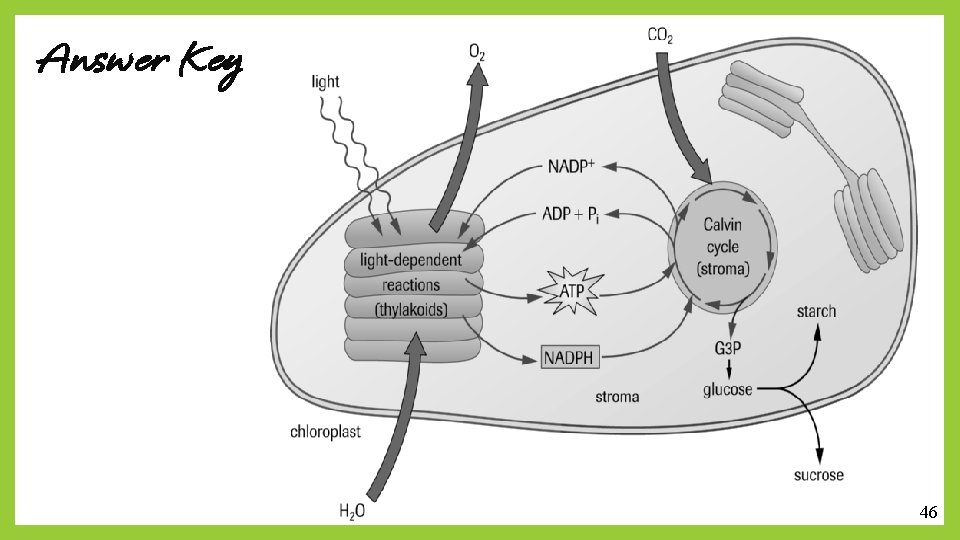 Answer Key 46 