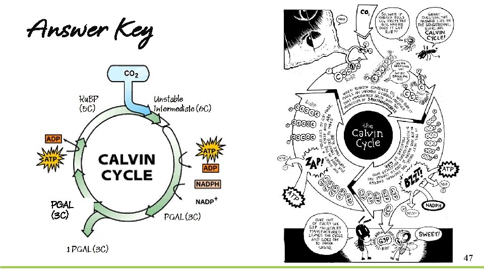 Answer Key PGAL (3 C) 47 