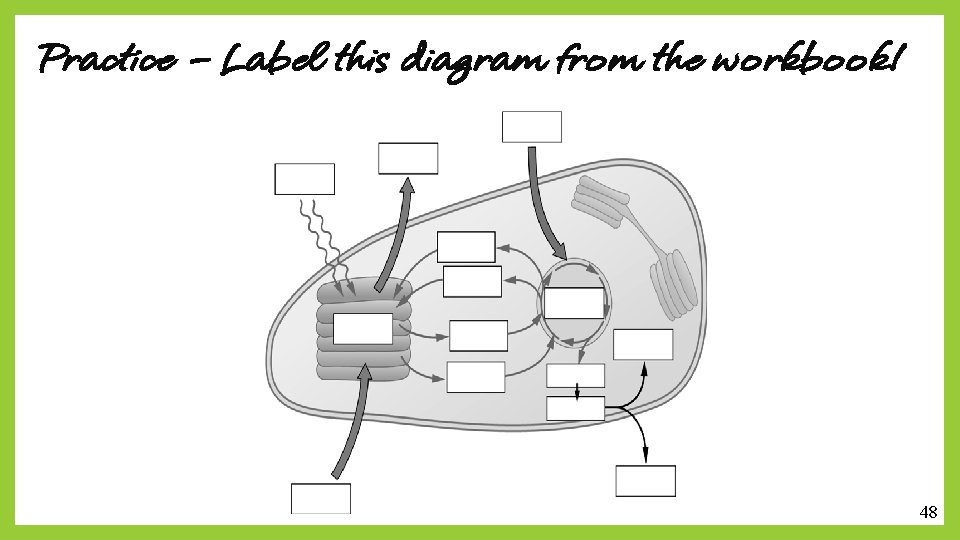 Practice – Label this diagram from the workbook! 48 