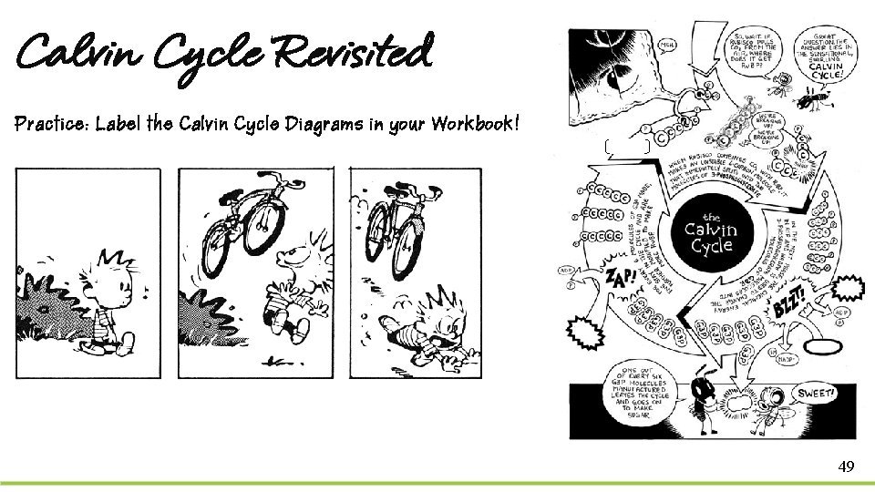 Calvin Cycle Revisited Practice: Label the Calvin Cycle Diagrams in your Workbook! 49 