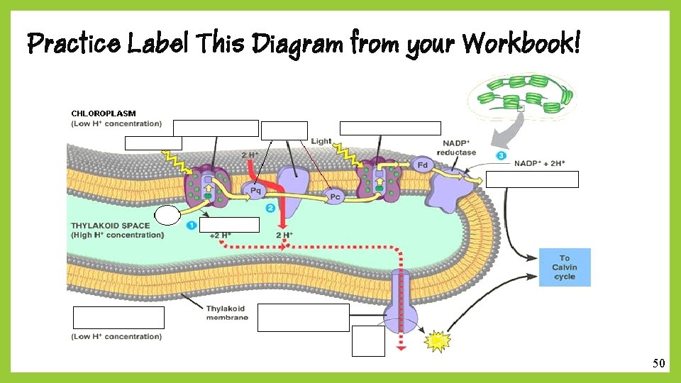 Practice Label This Diagram from your Workbook! 50 