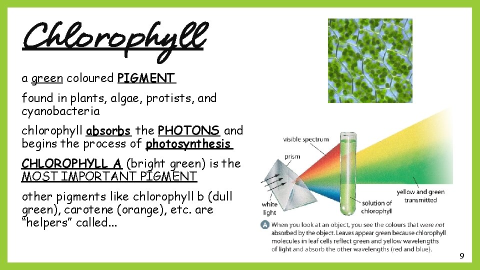 Chlorophyll a green coloured PIGMENT found in plants, algae, protists, and cyanobacteria chlorophyll absorbs