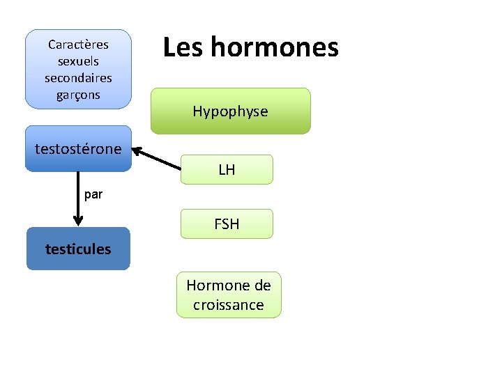 Caractères sexuels secondaires garçons Les hormones Hypophyse testostérone LH par FSH testicules Hormone de