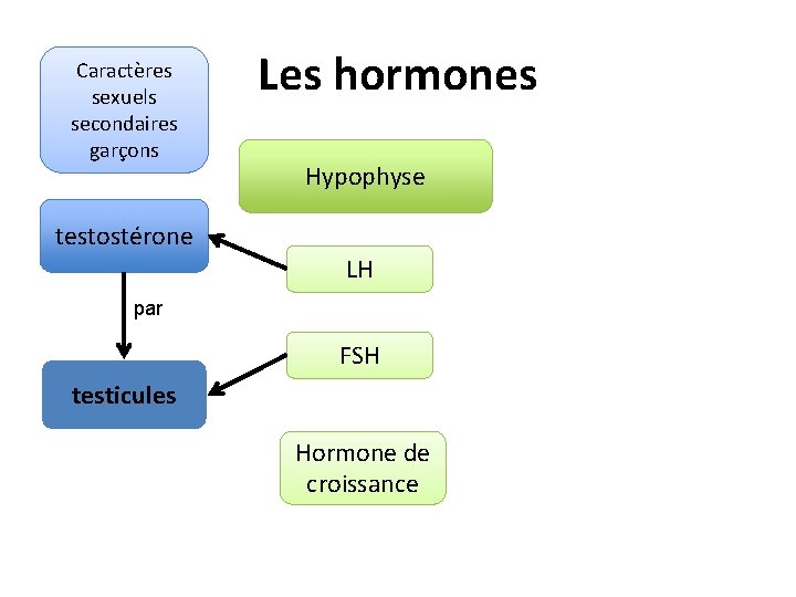 Caractères sexuels secondaires garçons Les hormones Hypophyse testostérone LH par FSH testicules Hormone de