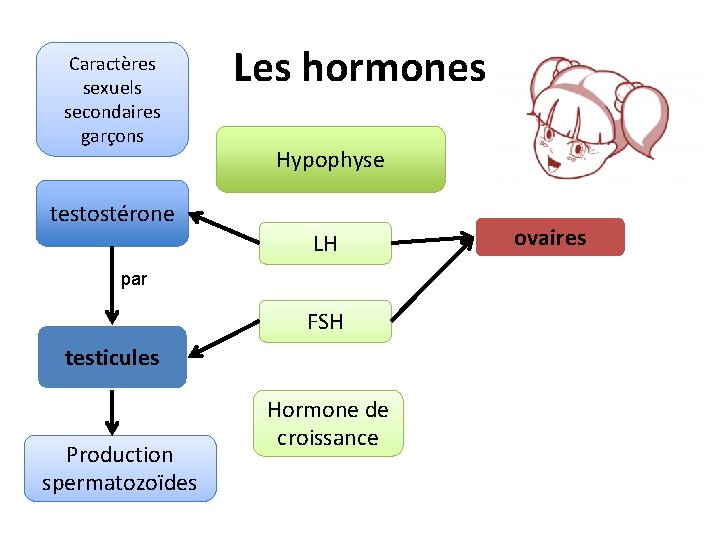 Caractères sexuels secondaires garçons Les hormones Hypophyse testostérone LH par FSH testicules Production spermatozoïdes