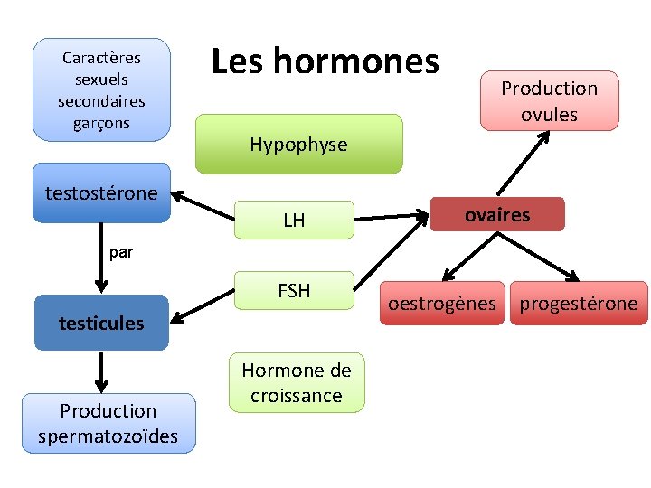 Caractères sexuels secondaires garçons Les hormones Production ovules Hypophyse testostérone LH ovaires par FSH