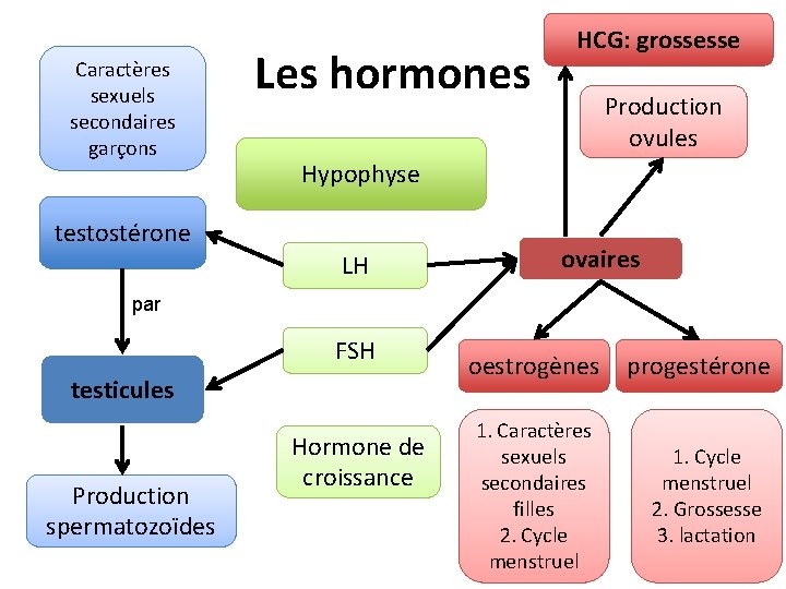 Caractères sexuels secondaires garçons Les hormones HCG: grossesse Production ovules Hypophyse testostérone LH ovaires