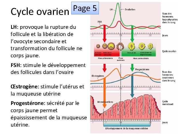 Cycle ovarien Page 5 LH: provoque la rupture du follicule et la libération de
