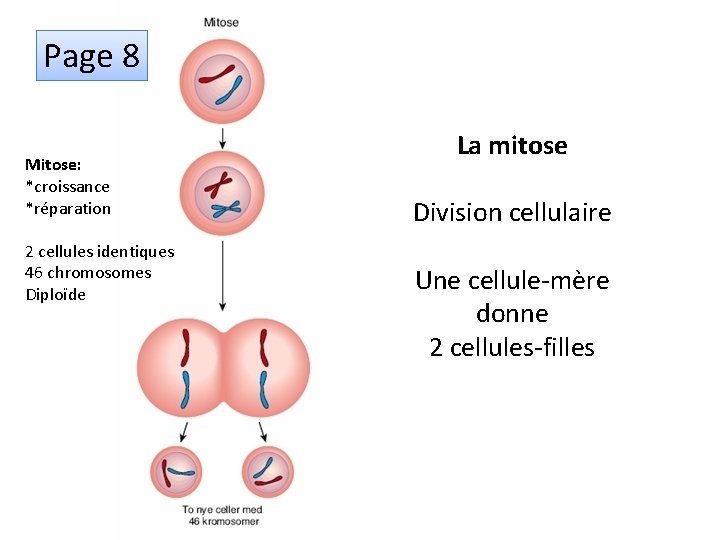 Page 8 Mitose: *croissance *réparation 2 cellules identiques 46 chromosomes Diploïde La mitose Méïose: