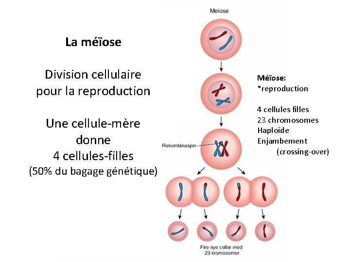 La méïose Mitose: Division cellulaire *croissance pour la reproduction *réparation 2 cellules Une identiques