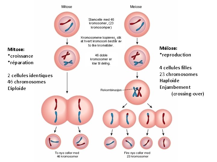 Mitose: *croissance *réparation 2 cellules identiques 46 chromosomes Diploïde Méïose: *reproduction 4 cellules filles