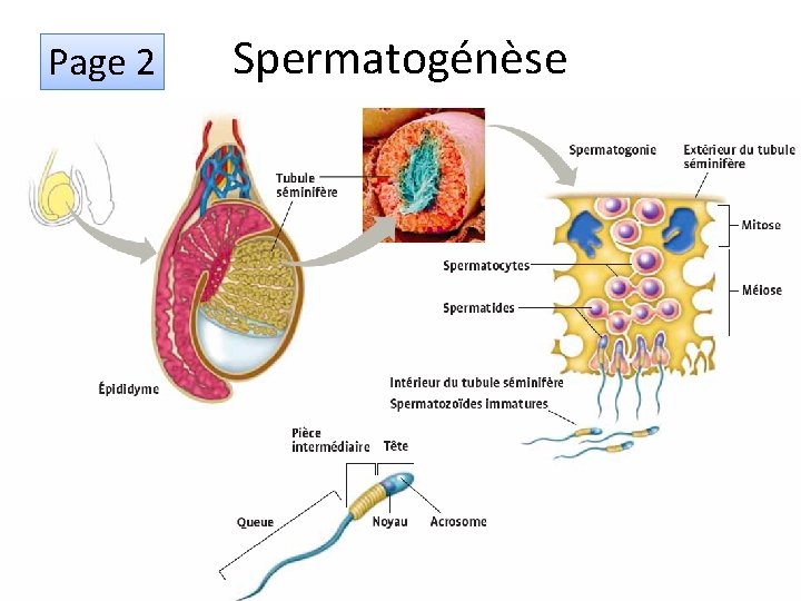 Page 2 Spermatogénèse 