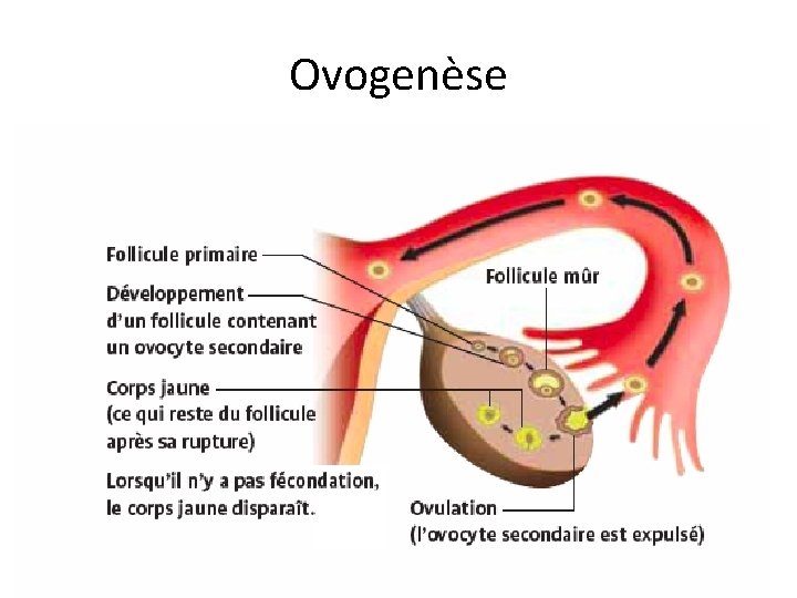 Ovogenèse 