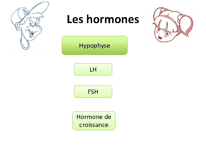 Les hormones Hypophyse LH FSH Hormone de croissance 