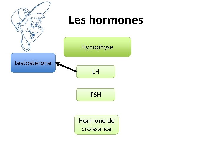 Les hormones Hypophyse testostérone LH FSH Hormone de croissance 