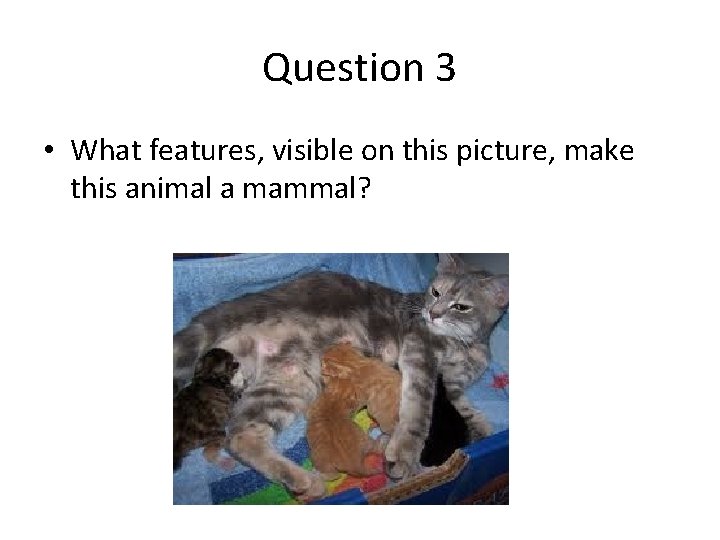 Question 3 • What features, visible on this picture, make this animal a mammal? Question 3 • What features, visible on this picture, make this animal a mammal?
