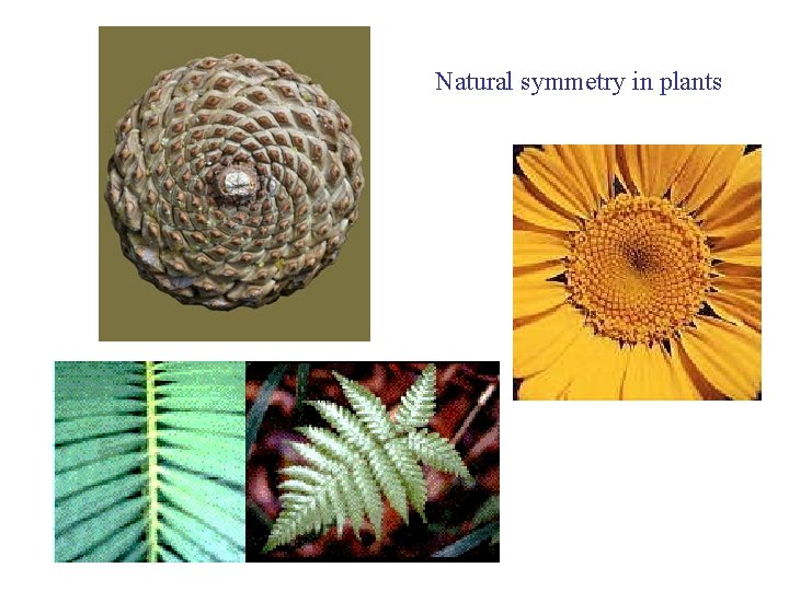 Natural symmetry in plants 