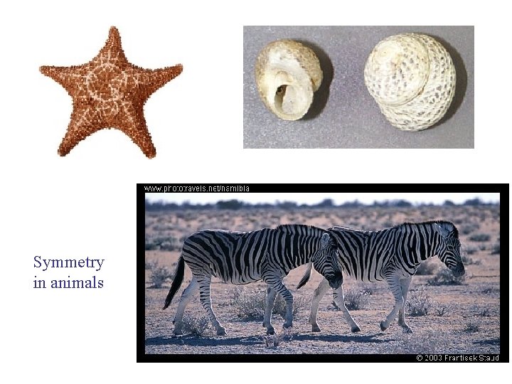 Symmetry in animals 