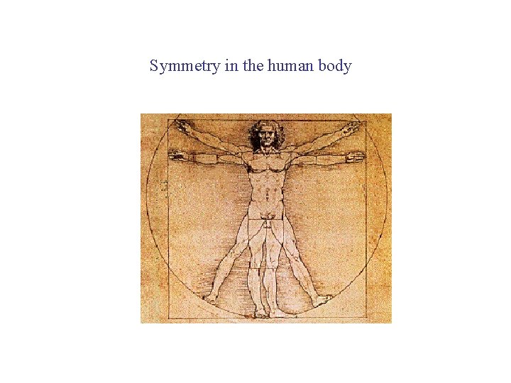 Symmetry in the human body 