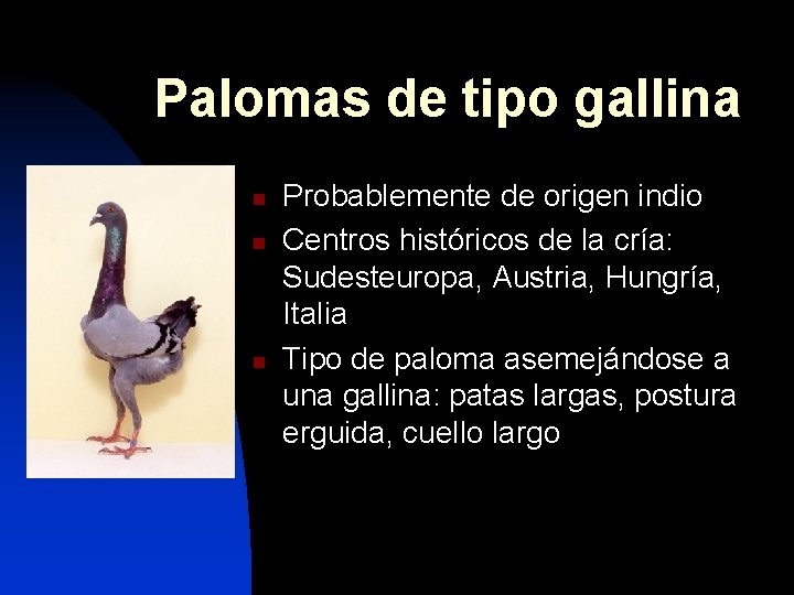Palomas de tipo gallina n n n Probablemente de origen indio Centros históricos de