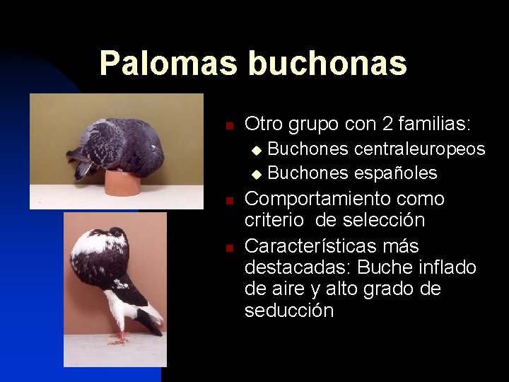 Palomas buchonas n Otro grupo con 2 familias: Buchones centraleuropeos u Buchones españoles u