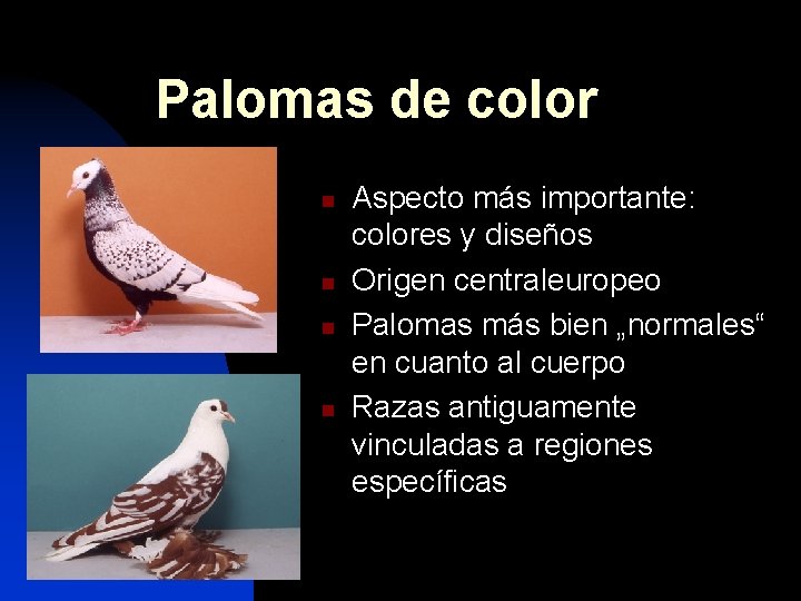 Palomas de color n n Aspecto más importante: colores y diseños Origen centraleuropeo Palomas