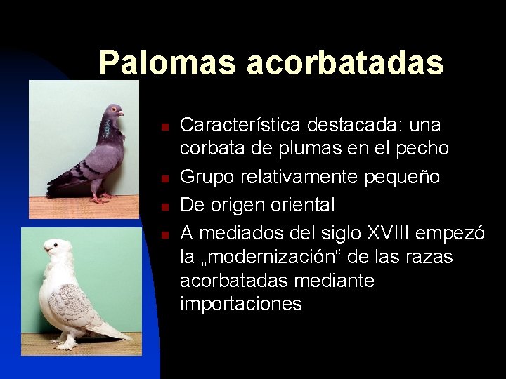 Palomas acorbatadas n n Característica destacada: una corbata de plumas en el pecho Grupo