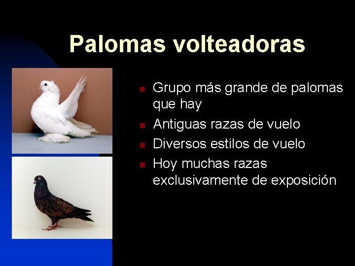 Palomas volteadoras n n Grupo más grande de palomas que hay Antiguas razas de