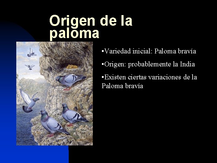 Origen de la paloma • Variedad inicial: Paloma bravía • Origen: probablemente la India