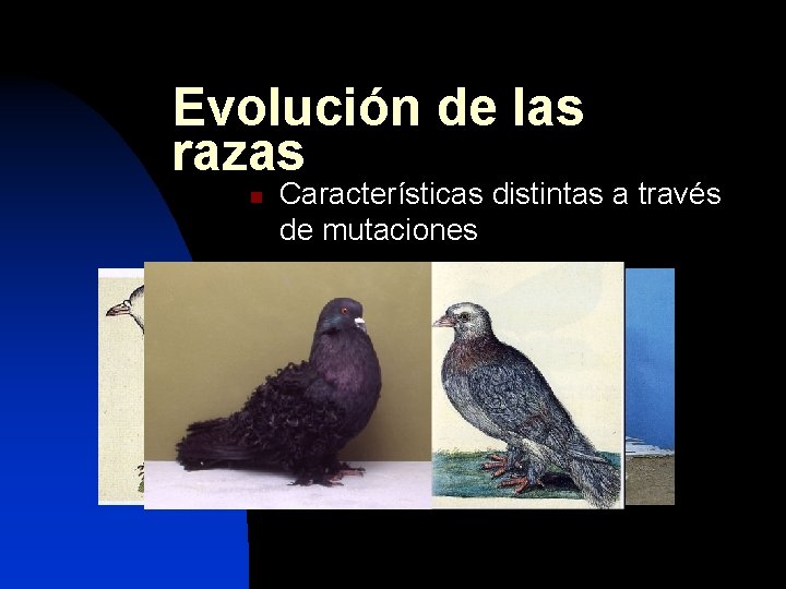 Evolución de las razas n Características distintas a través de mutaciones 