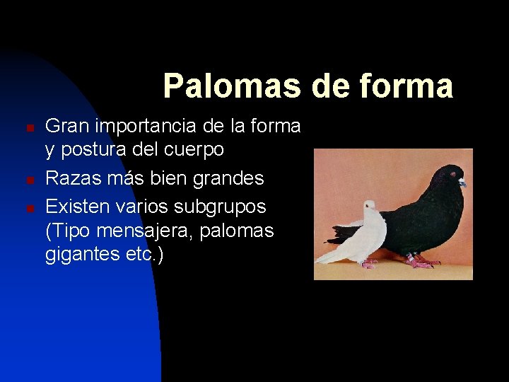 Palomas de forma n n n Gran importancia de la forma y postura del