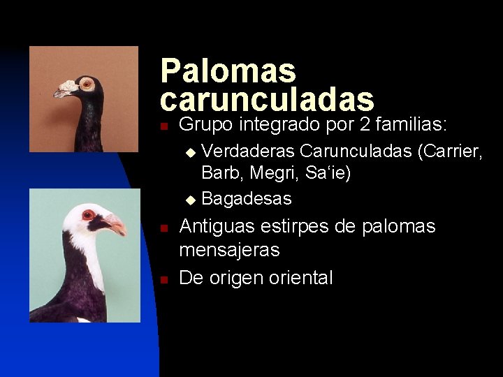 Palomas carunculadas n Grupo integrado por 2 familias: Verdaderas Carunculadas (Carrier, Barb, Megri, Sa‘ie)