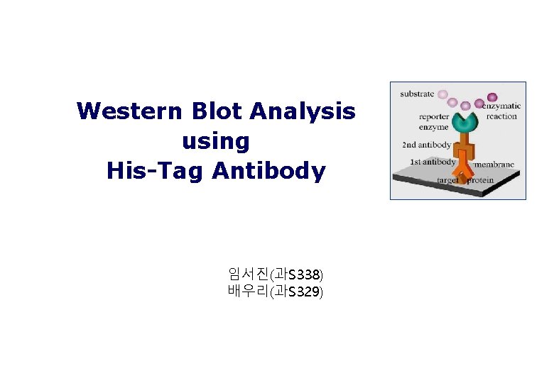 Western Blot Analysis using His-Tag Antibody 임서진(과S 338) 배우리(과S 329) 