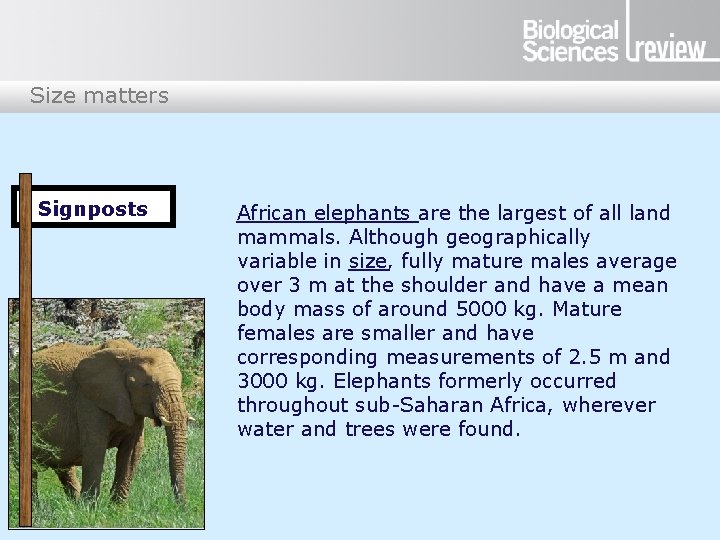 Size matters Signposts African elephants are the largest of all land mammals. Although geographically