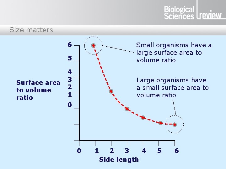 Size matters 6 Surface area to volume ratio 5 Small organisms have a large
