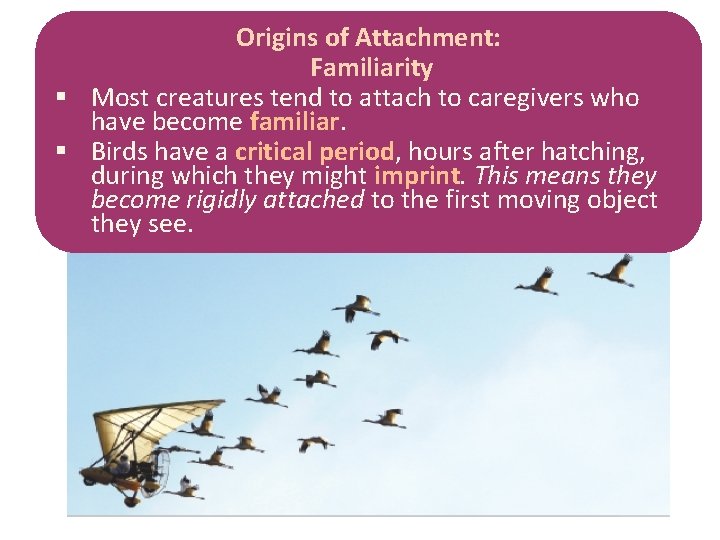 Origins of Attachment: Familiarity § Most creatures tend to attach to caregivers who have