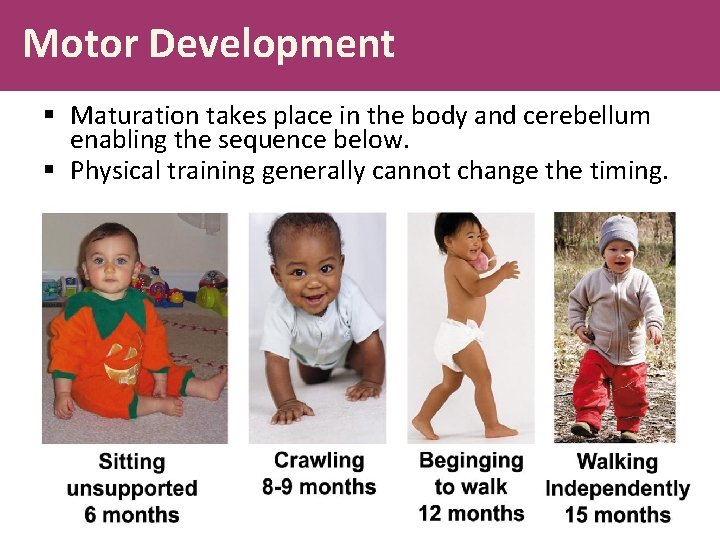 Motor Development § Maturation takes place in the body and cerebellum enabling the sequence