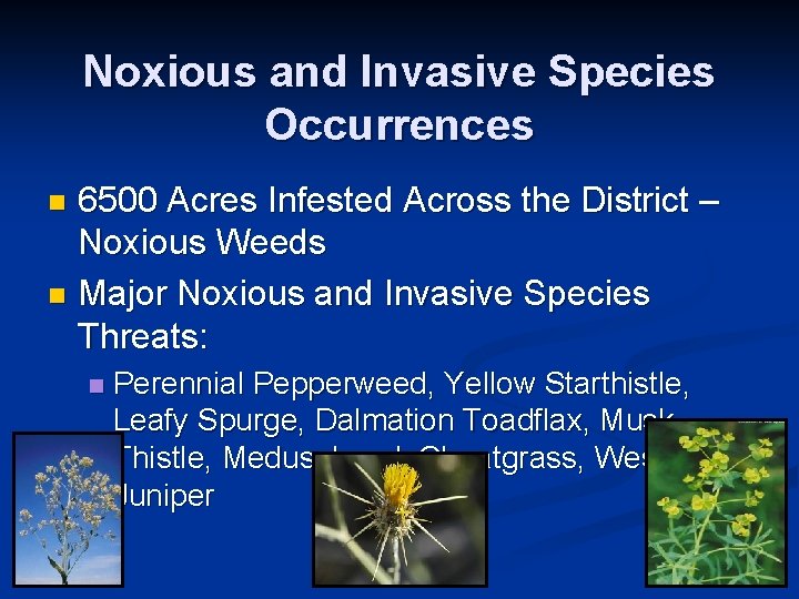 Noxious and Invasive Species Occurrences 6500 Acres Infested Across the District – Noxious Weeds