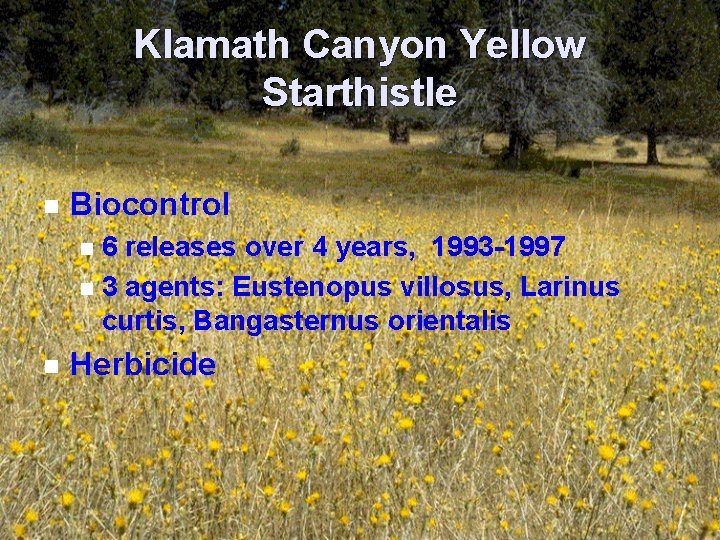 Klamath Canyon Yellow Starthistle n Biocontrol 6 releases over 4 years, 1993 -1997 n