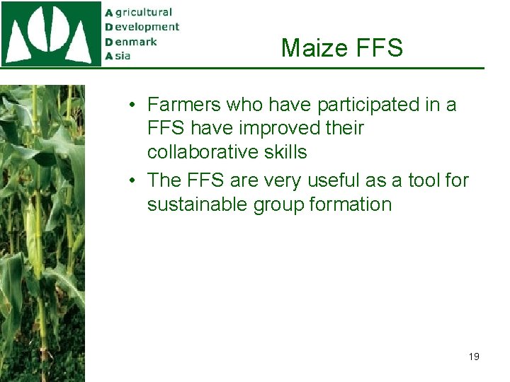 Maize FFS • Farmers who have participated in a FFS have improved their collaborative