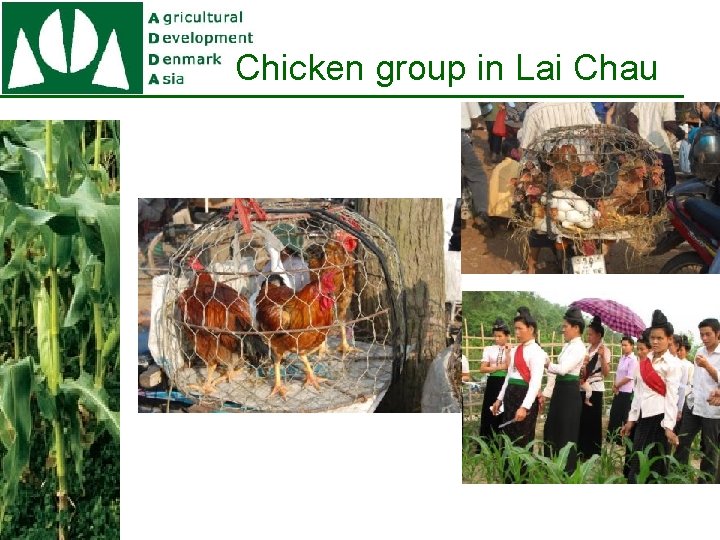Chicken group in Lai Chau 