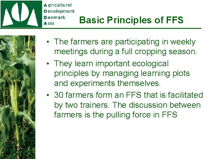 Basic Principles of FFS • The farmers are participating in weekly meetings during a