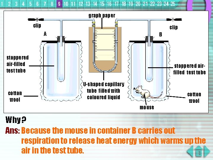 graph paper clip A B stoppered air-filled test tube cotton wool stoppered airfilled test