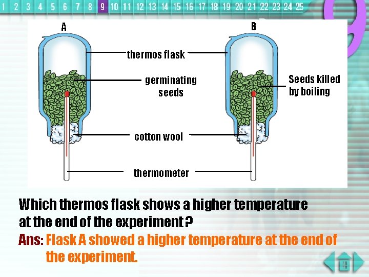 B A thermos flask germinating seeds Seeds killed by boiling cotton wool thermometer Which