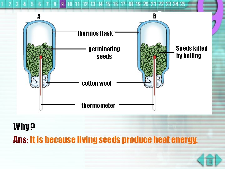 B A thermos flask germinating seeds Seeds killed by boiling cotton wool thermometer Why