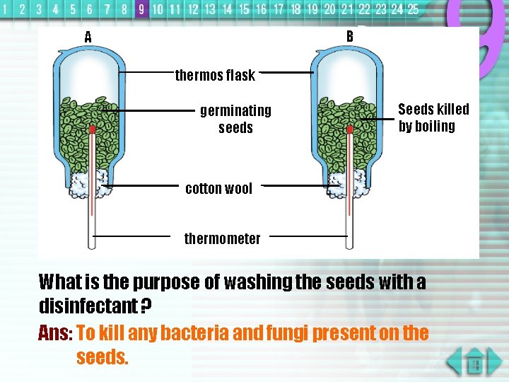 B A thermos flask germinating seeds Seeds killed by boiling cotton wool thermometer What