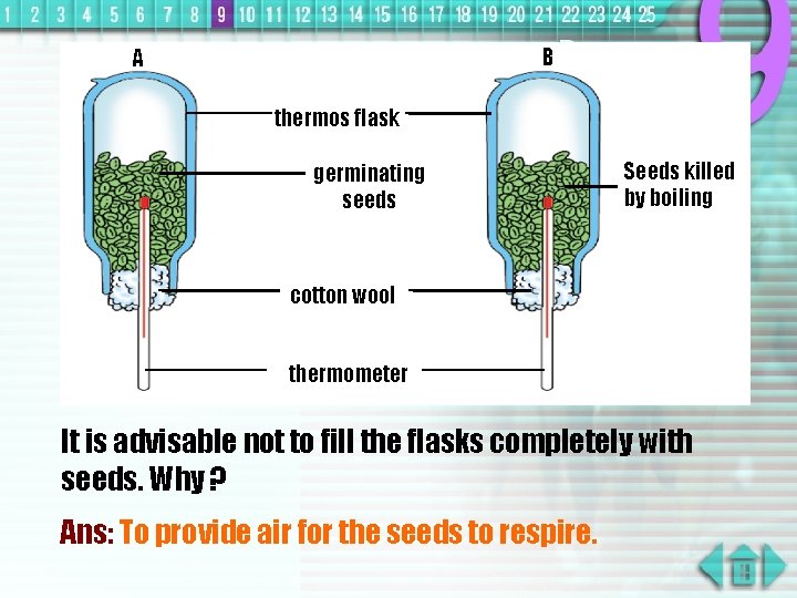 B A thermos flask germinating seeds Seeds killed by boiling cotton wool thermometer It