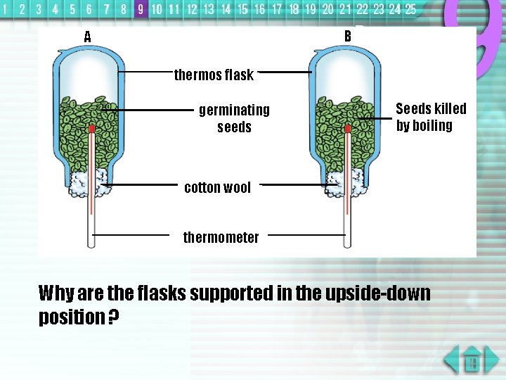 B A thermos flask germinating seeds Seeds killed by boiling cotton wool thermometer Why