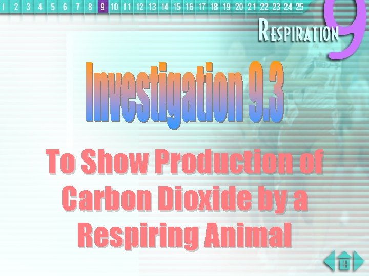 To Show Production of Carbon Dioxide by a Respiring Animal 