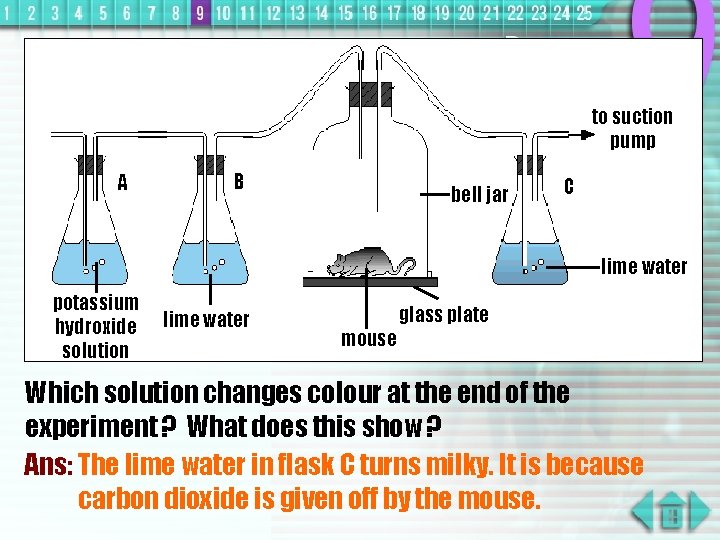 to suction pump A B bell jar C lime water potassium hydroxide solution lime